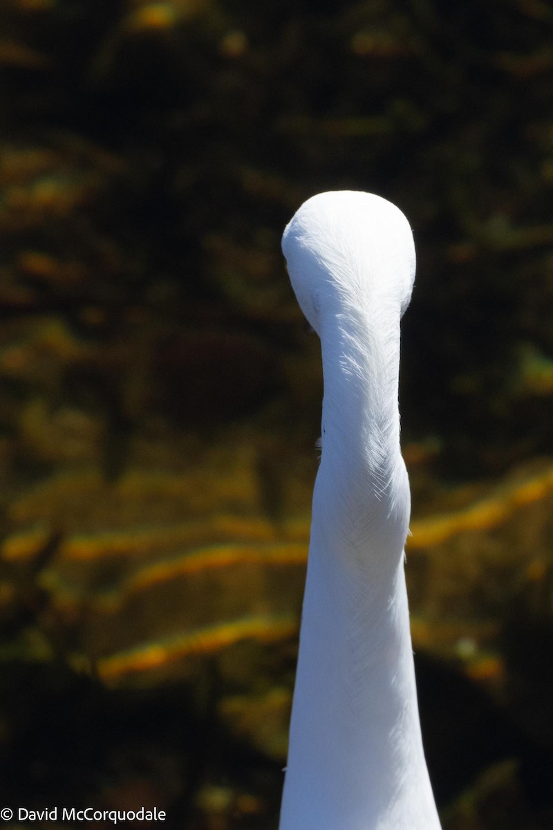 Snowy Egret - David McCorquodale