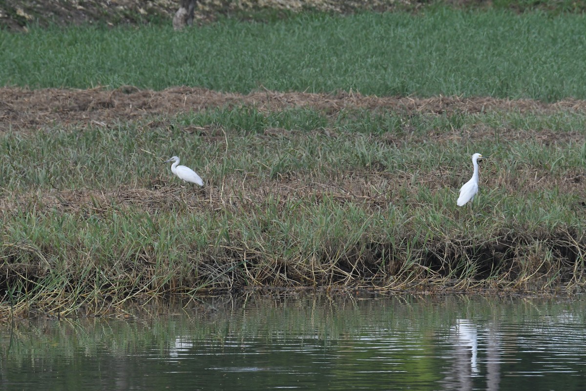 Snowy Egret - ML616623878