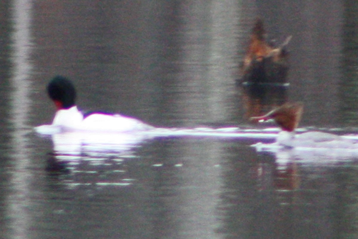 Common Merganser - ML616623886