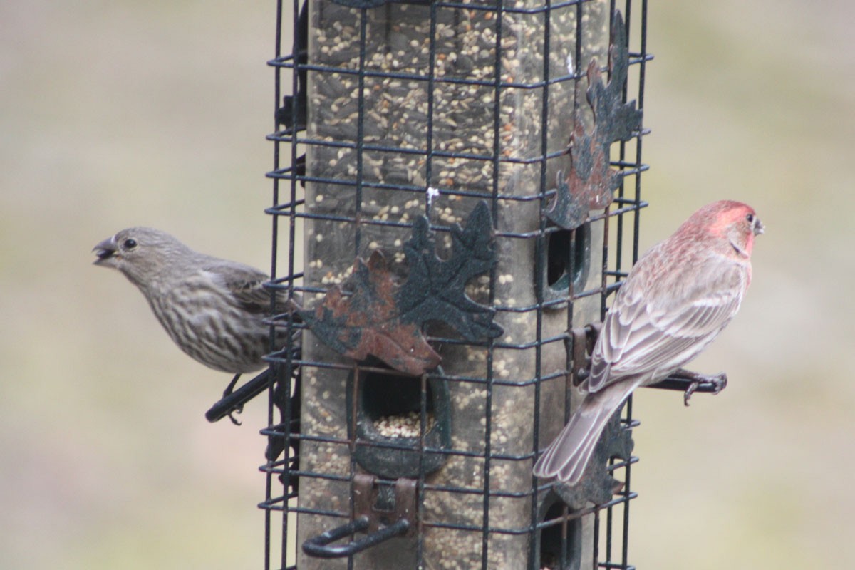 House Finch - ML616623890