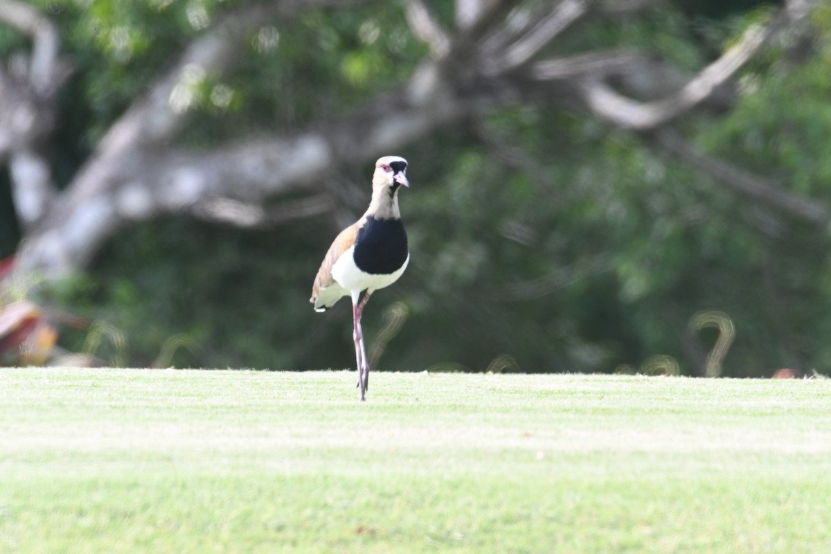 Southern Lapwing - ML616623905