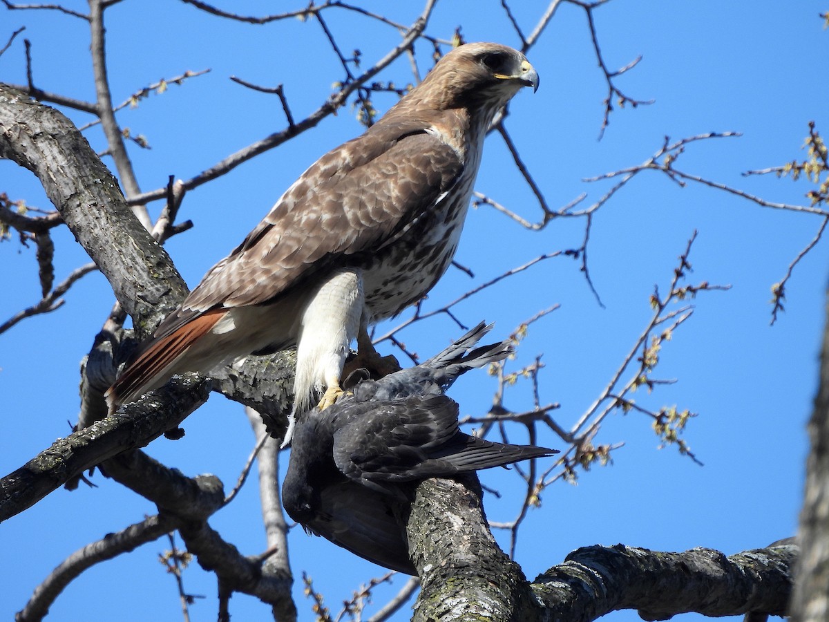 Rotschwanzbussard - ML616623913