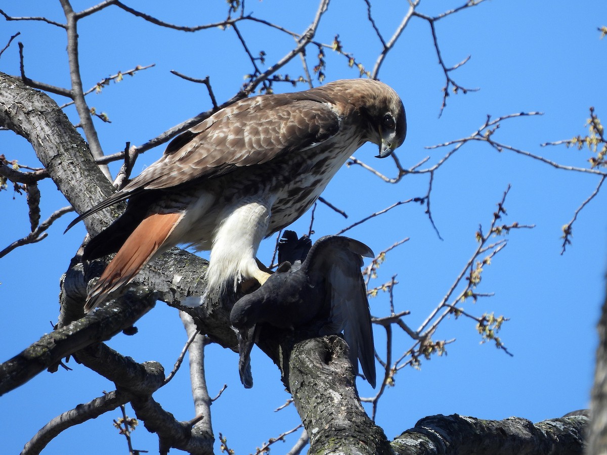 Red-tailed Hawk - ML616623916