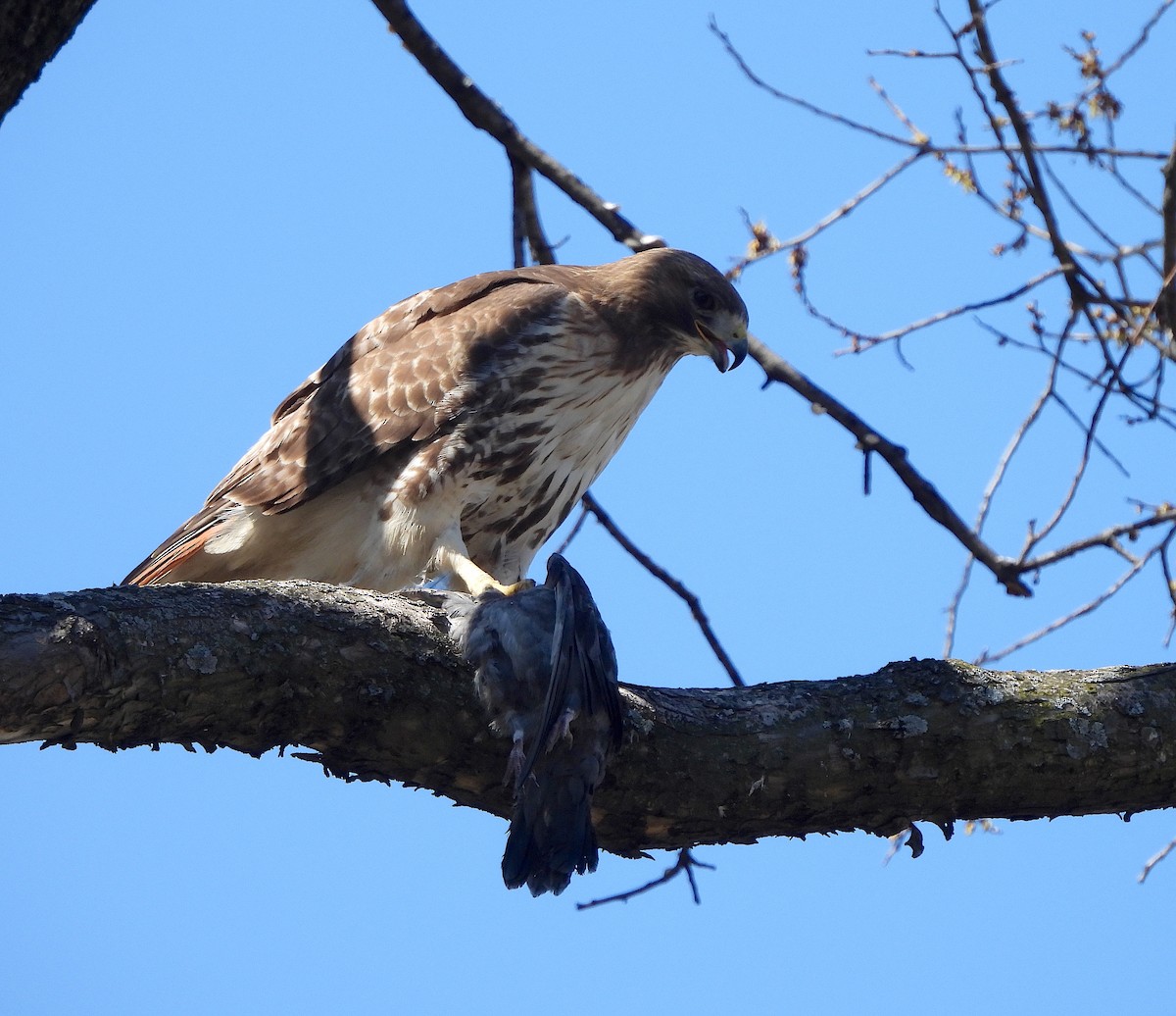 Red-tailed Hawk - ML616623919