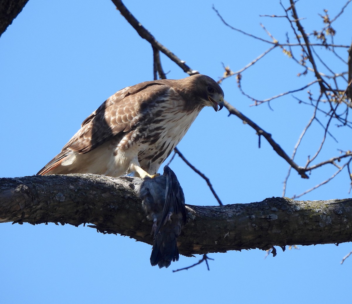 Red-tailed Hawk - Nick Dawson