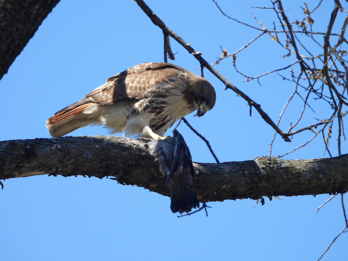 Red-tailed Hawk - ML616623920