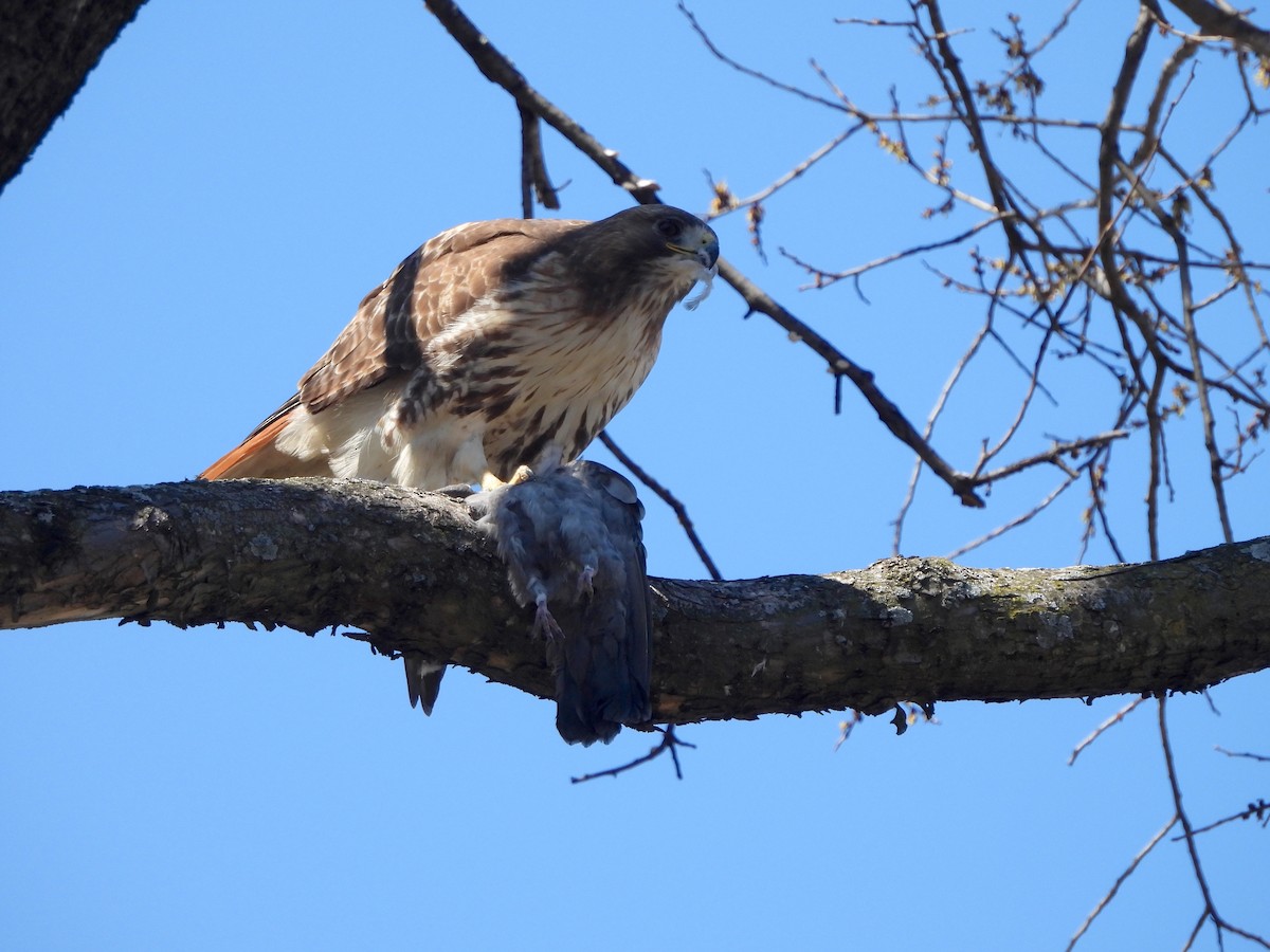 Red-tailed Hawk - Nick Dawson