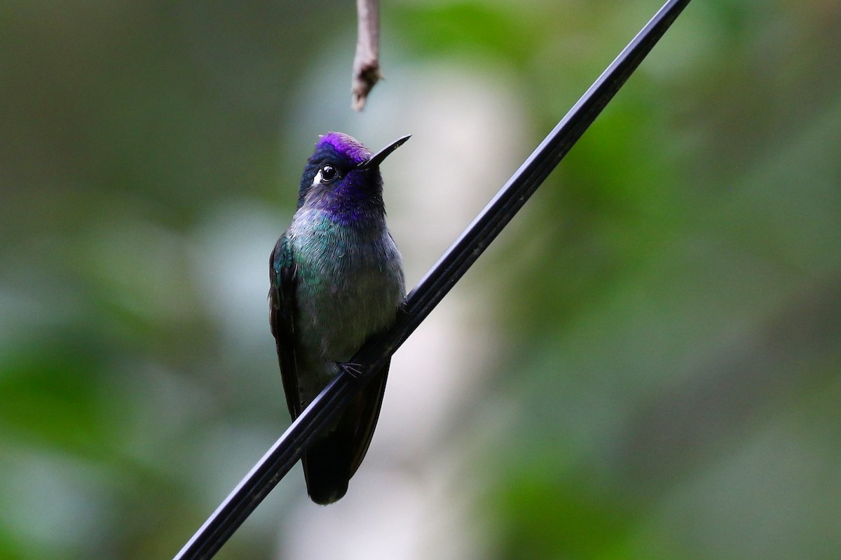 Violet-headed Hummingbird - Yury Shashenko