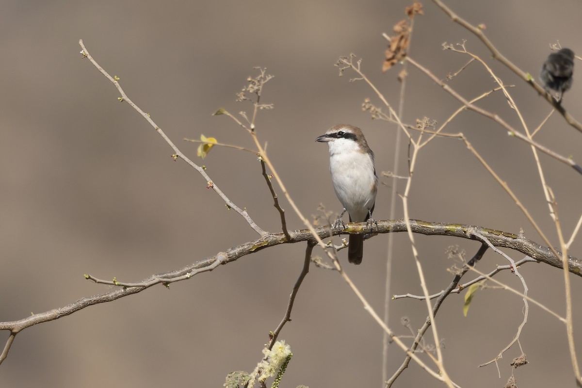 Red-tailed Shrike - Delfin Gonzalez