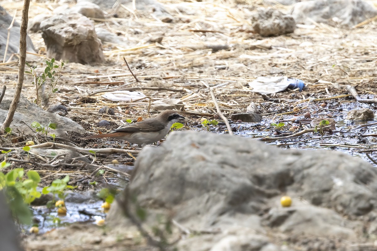 Red-tailed Shrike - Delfin Gonzalez