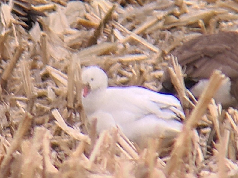 אווז קנדי - ML616624026