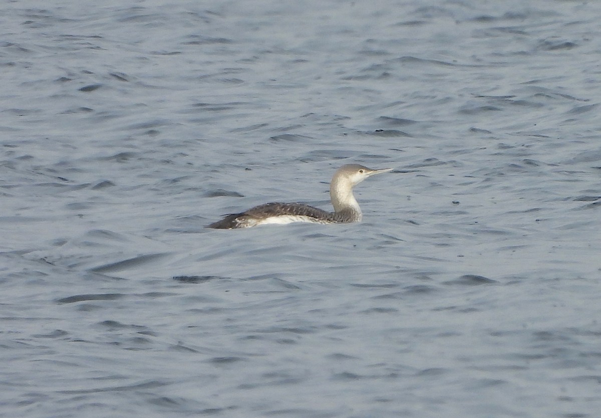 Red-throated Loon - ML616624034