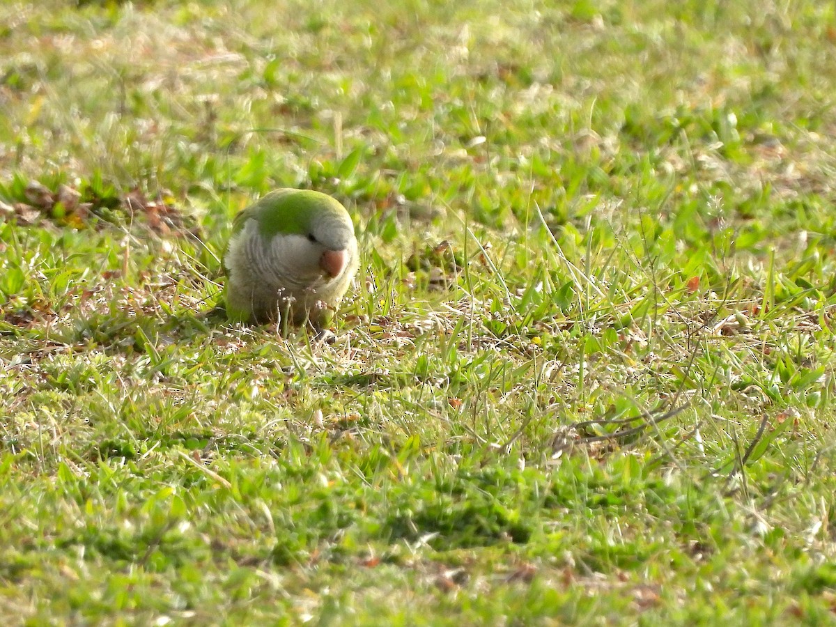 Monk Parakeet - ML616624036