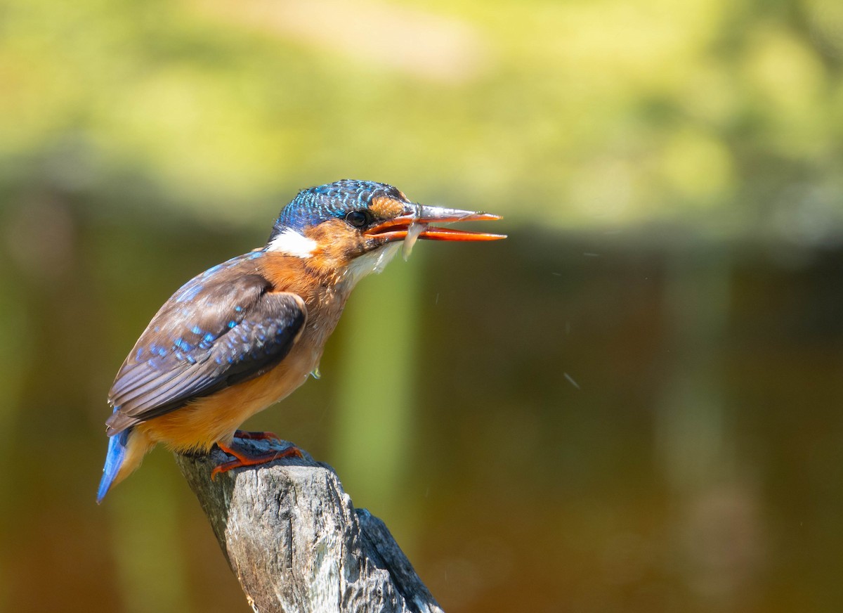 Malachite Kingfisher - ML616624063