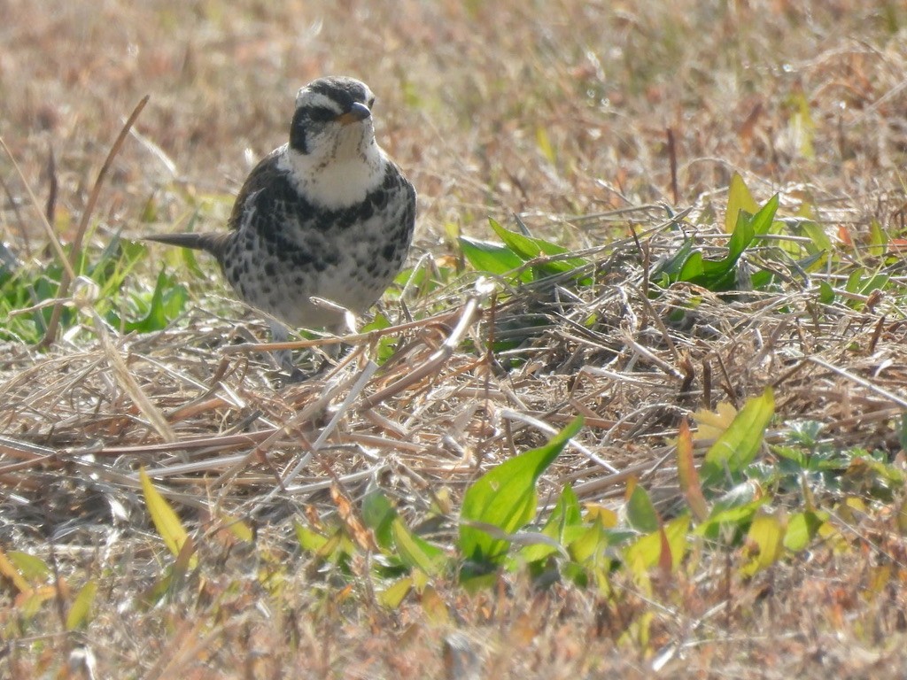 Dusky Thrush - ML616624070