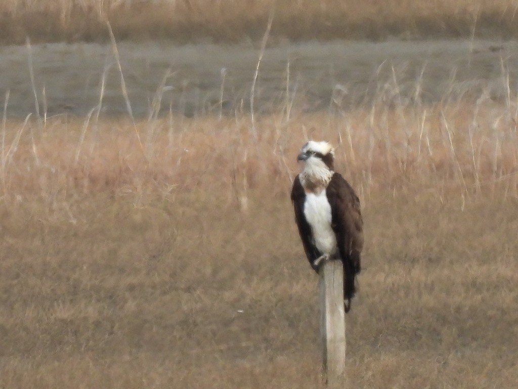 Osprey - Satoshi Ito