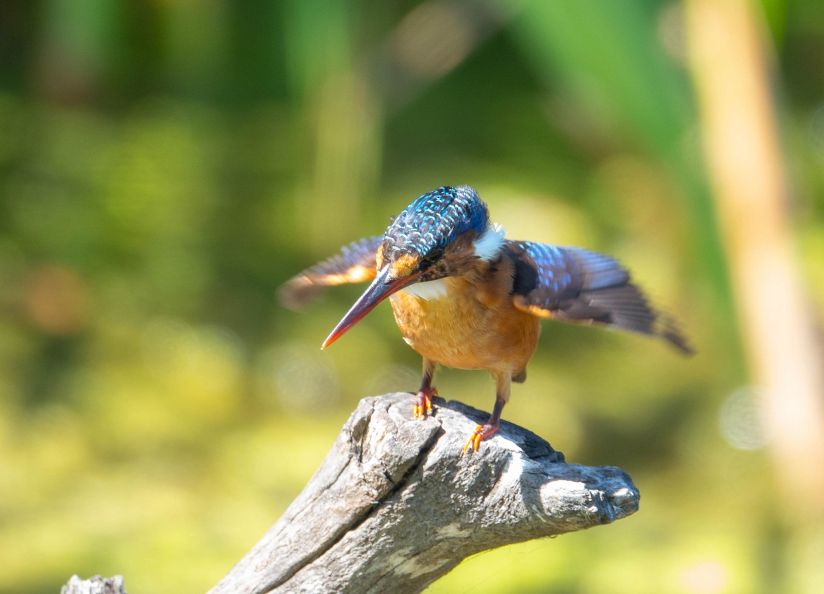 Malachite Kingfisher - ML616624090