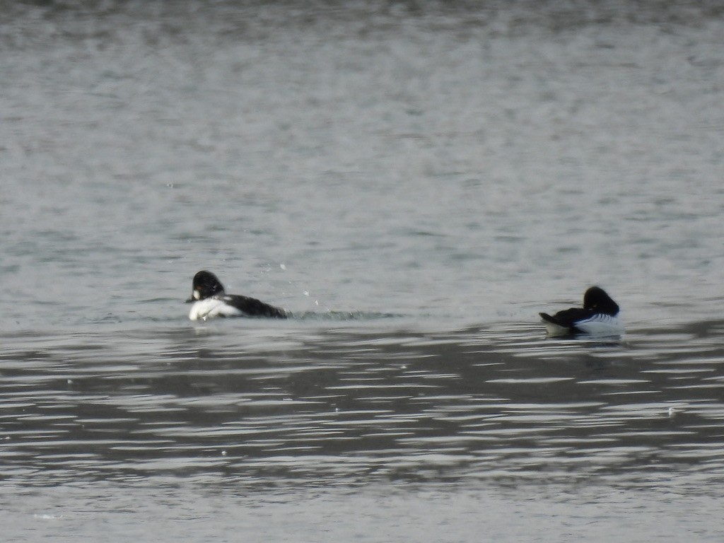 Common Goldeneye - ML616624094