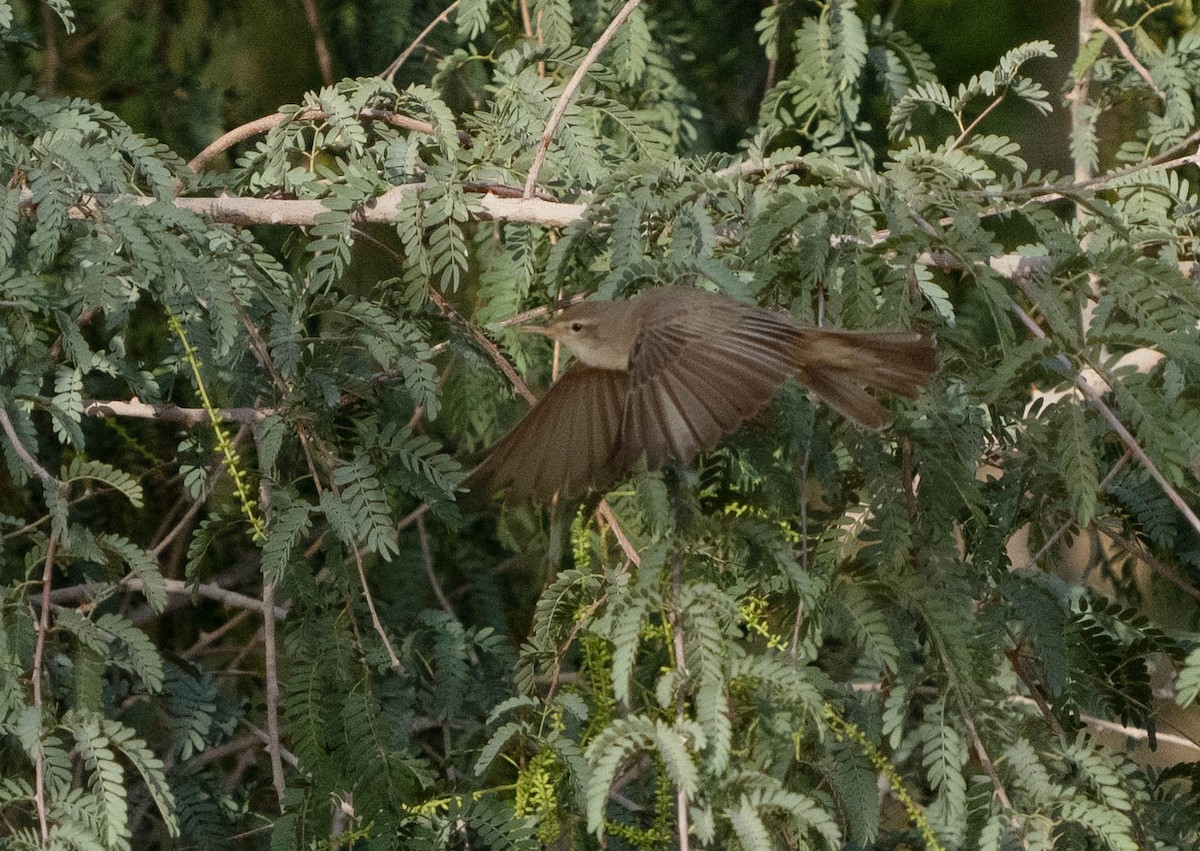 Eastern Olivaceous Warbler - mariam alghafli
