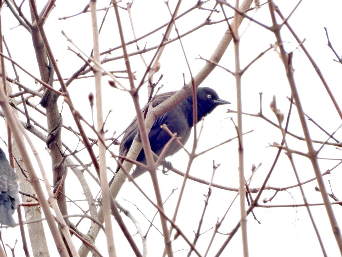 Rusty Blackbird - ML616624127