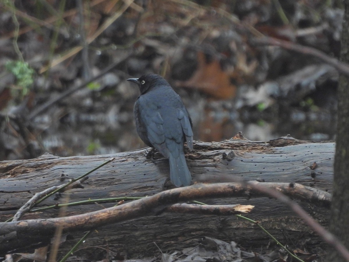 Rusty Blackbird - ML616624130