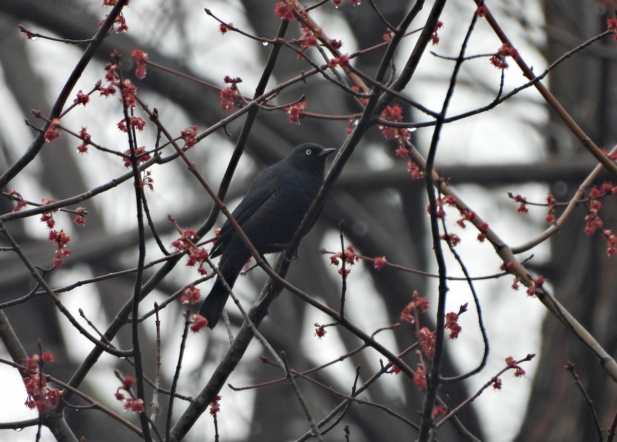 Rusty Blackbird - ML616624131