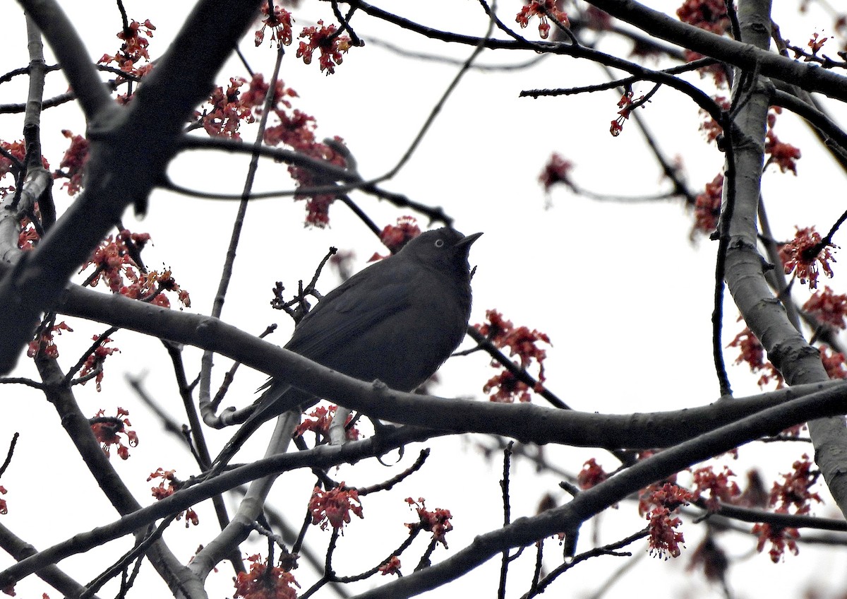 Rusty Blackbird - ML616624140