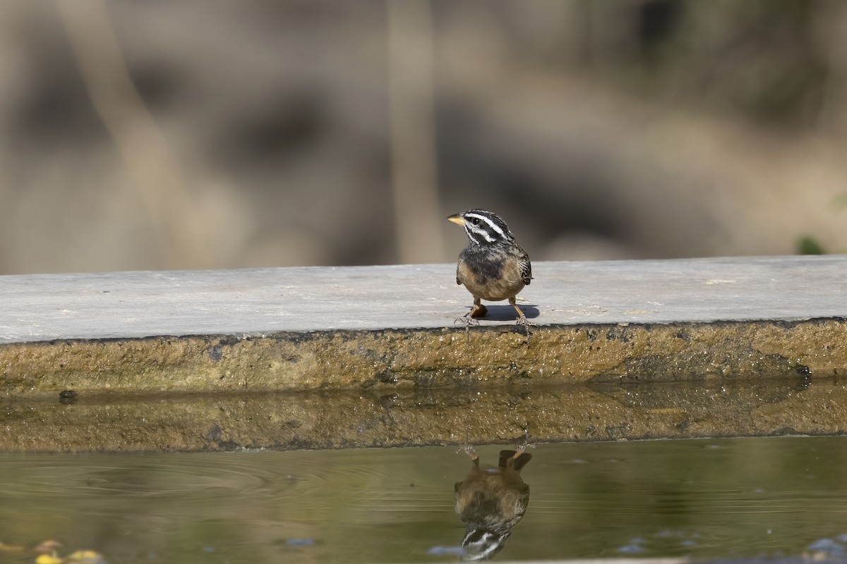 Cinnamon-breasted Bunting - Delfin Gonzalez