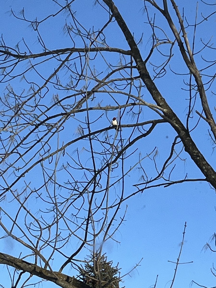 Red-headed Woodpecker - Sarah Bowers