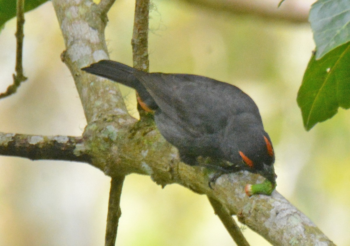 Greater Antillean Bullfinch - ML616624385