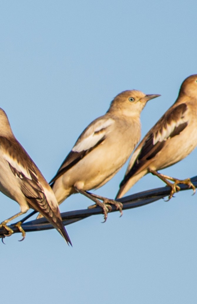 White-shouldered Starling - ML616624399