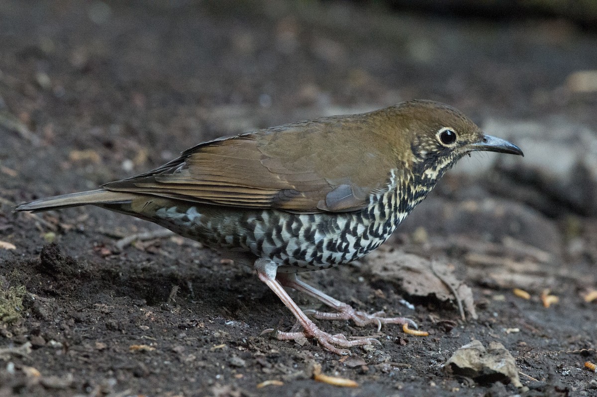 Himalayan Thrush - ML61662441