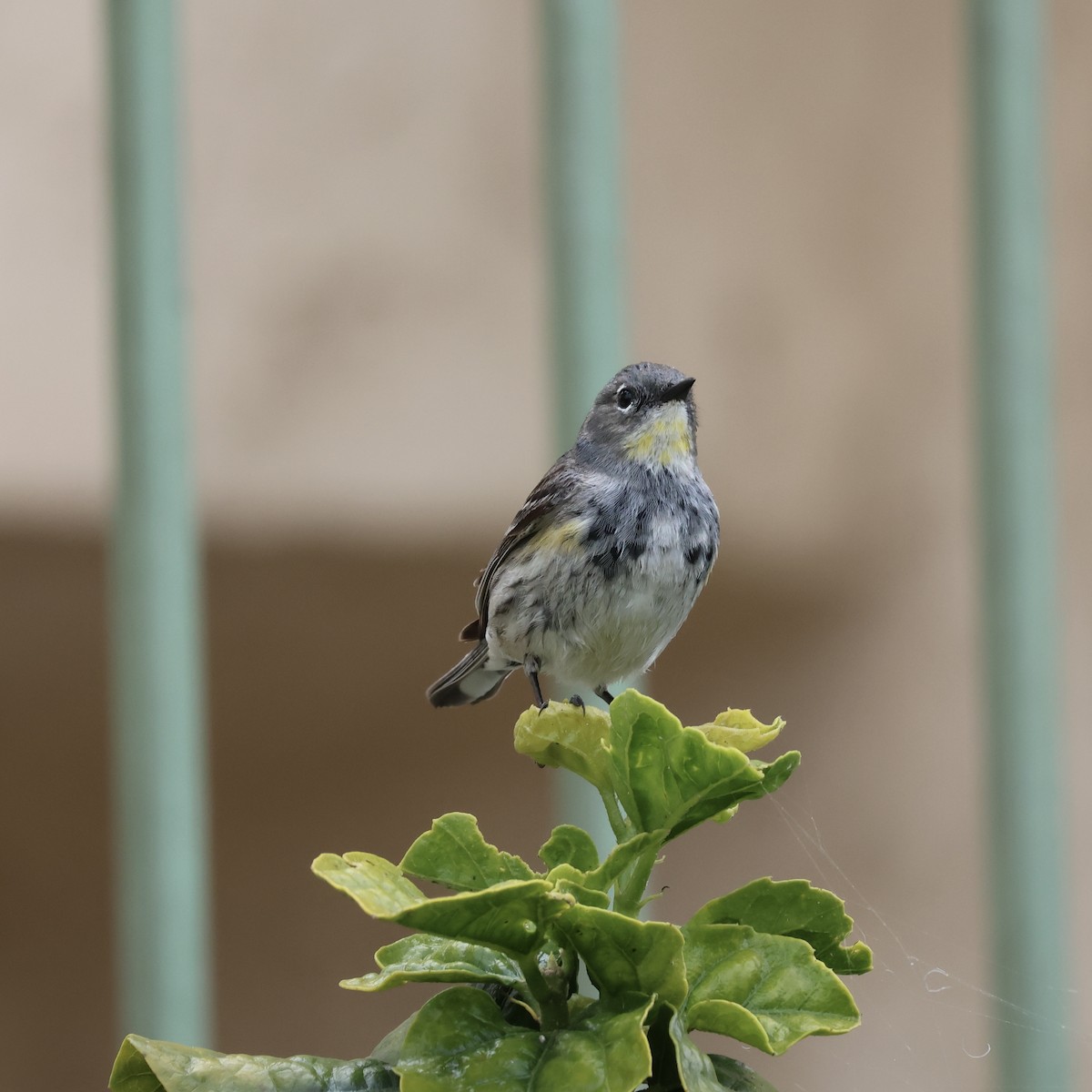 Yellow-rumped Warbler (Audubon's) - ML616624414