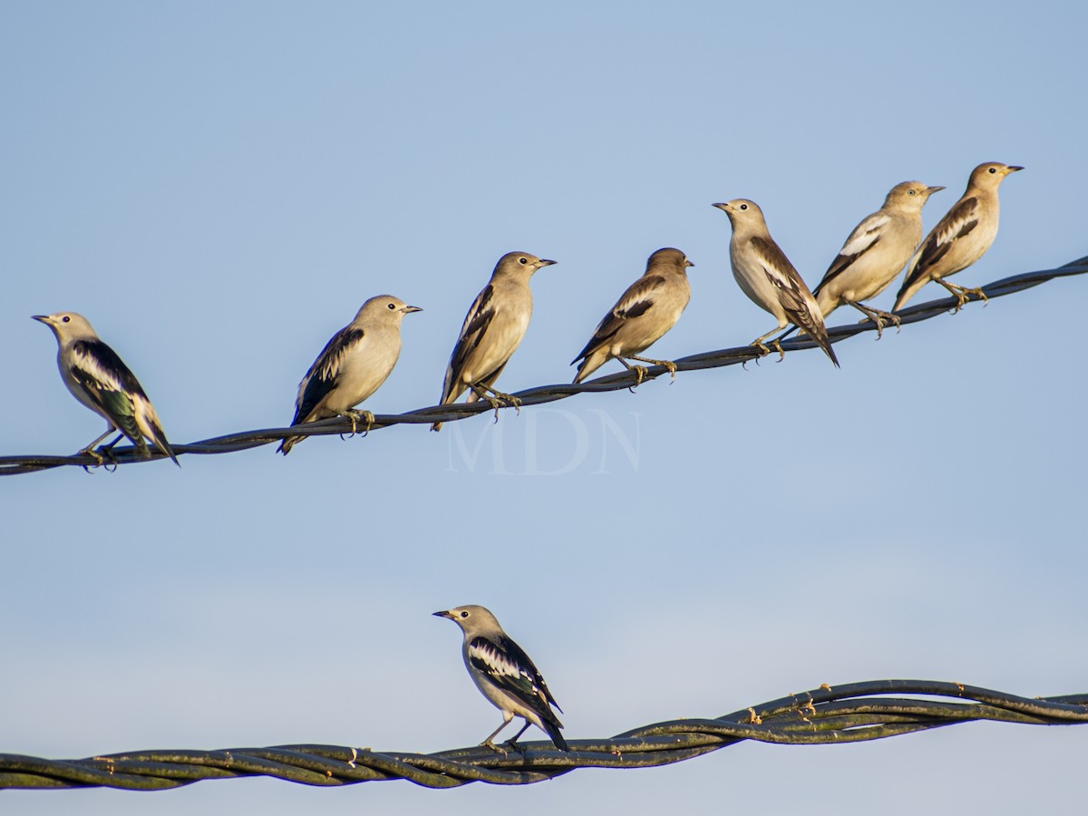 špaček mandžuský - ML616624422