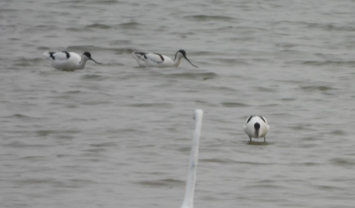 Pied Avocet - ML616624438