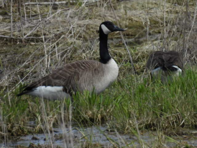 Canada Goose - ML616624460