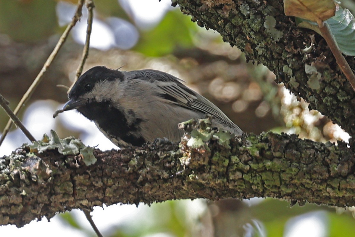 Mésange à ventre gris - ML616624498