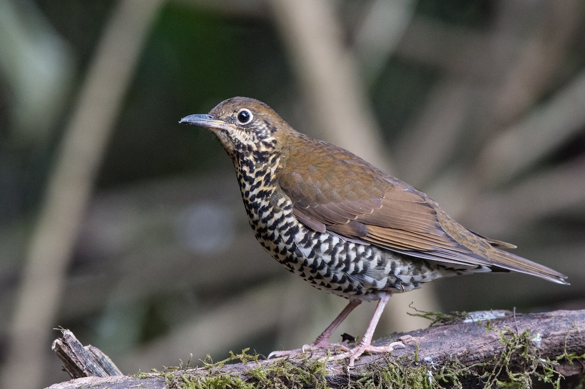 Himalayan Thrush - ML61662451