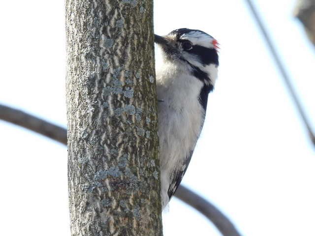 Downy Woodpecker - ML616624560