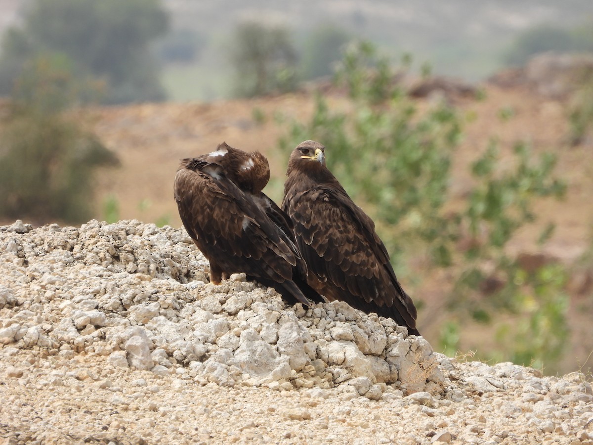 Aigle des steppes - ML616624580