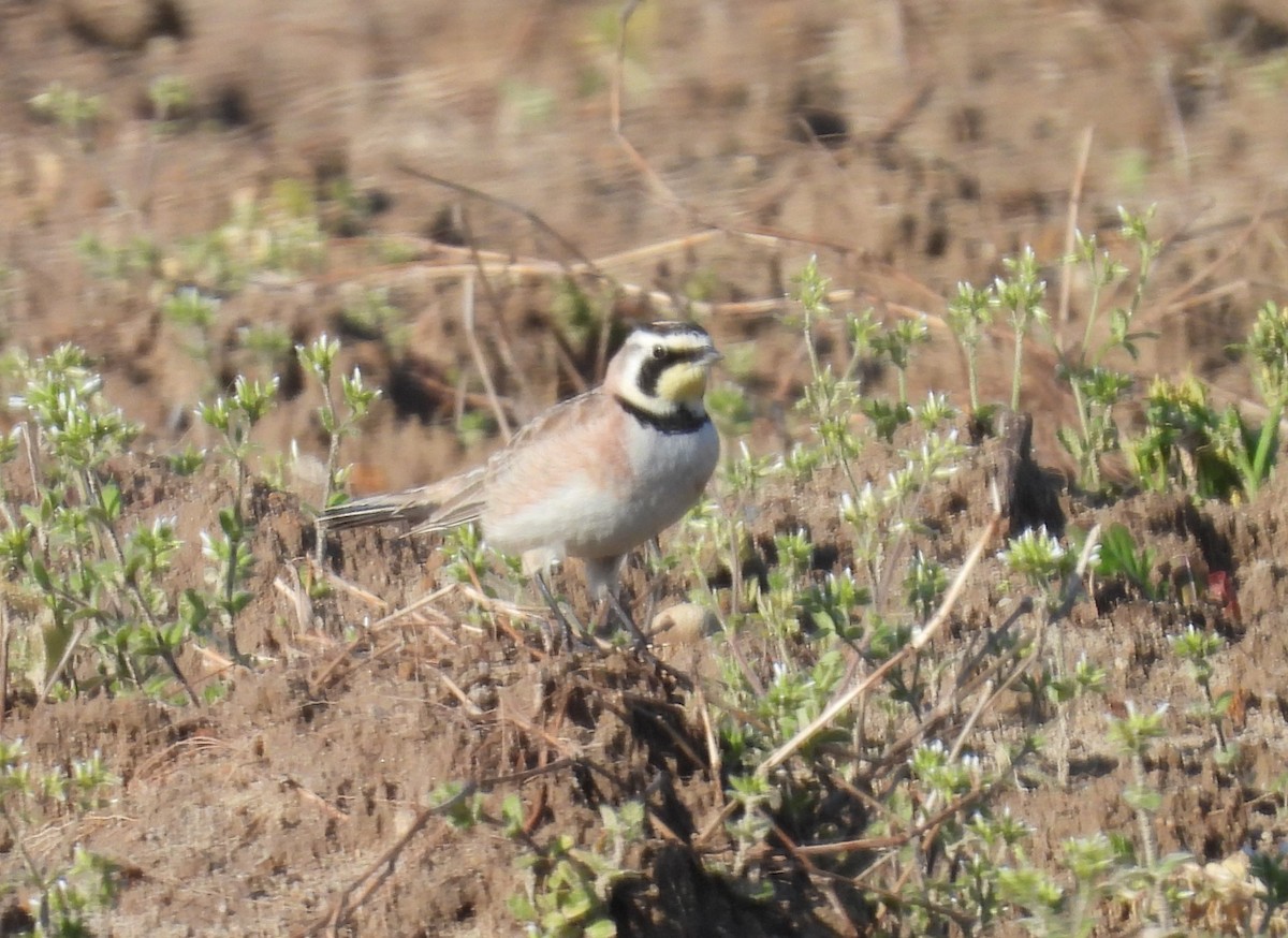 Horned Lark - Mike Manetz