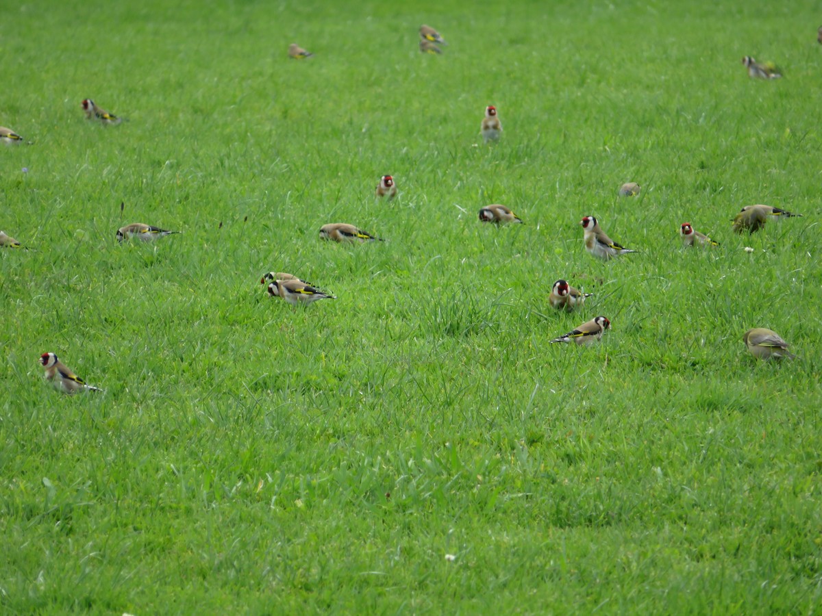 European Goldfinch - ML616624600