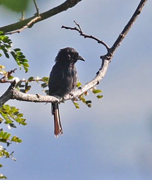 Square-tailed Drongo - Alan Bedford-Shaw