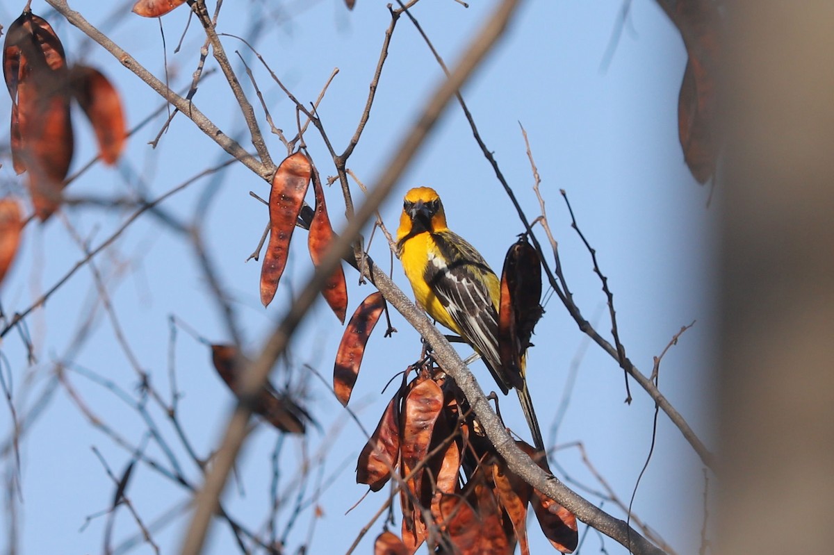 Streak-backed Oriole - William Hull