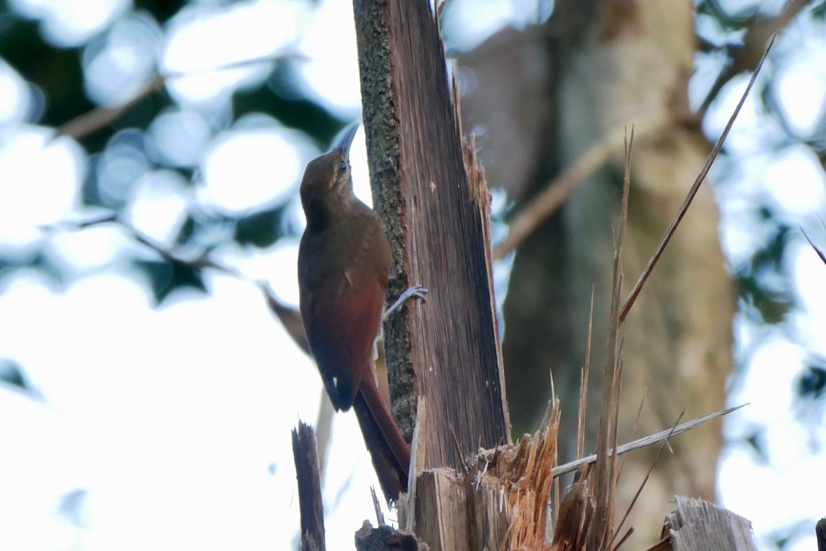 Plain-brown Woodcreeper - ML616624778