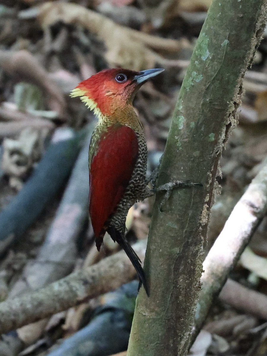 Banded Woodpecker - ML616624790