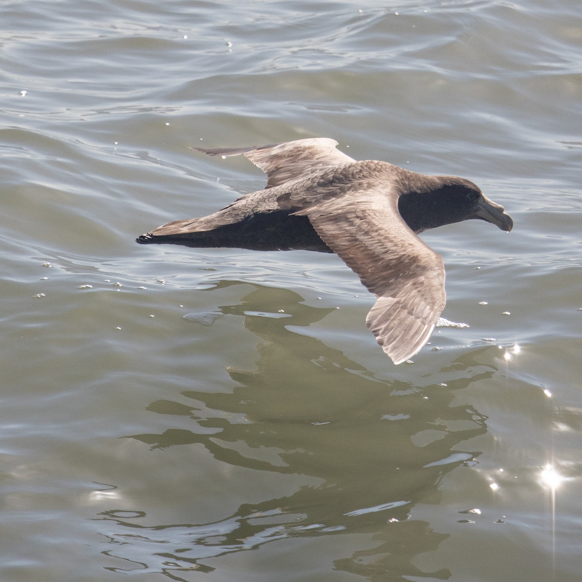 Southern Giant-Petrel - ML616624807