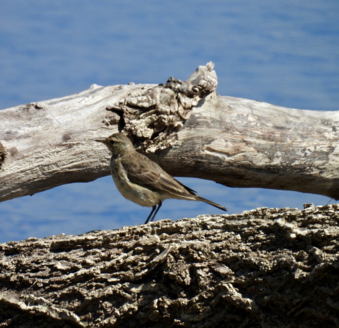 Pipit d'Amérique - ML616624826