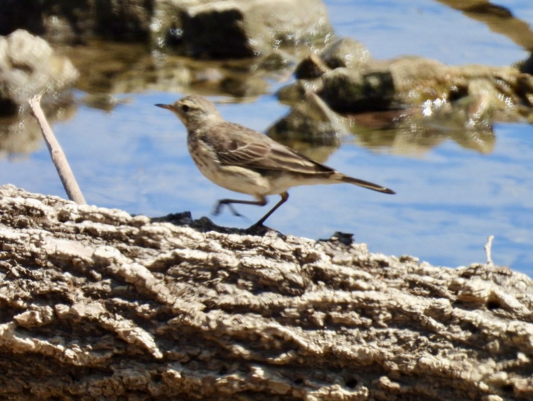 Pipit d'Amérique - ML616624827