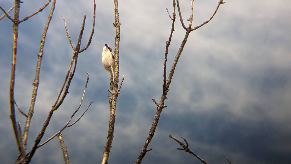 Умардын дунхай - ML616624848